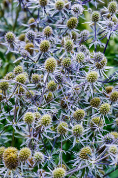 Discover the Beauty of Eryngium: A Stunning Addition to Your Garden Landscape with Unique Blue-Purple Blooms