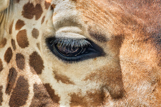 Close-Up of a Giraffe's Eye Showcasing Stunning Natural Patterns and Long Lashes