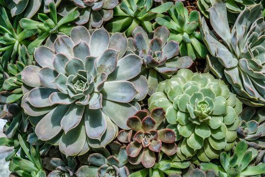 Vibrant Succulent Garden: Explore the Beauty and Variety of Succulent Plants - Perfect for Indoor and Outdoor Decor