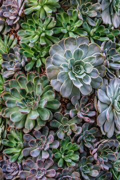 Stunning Succulent Garden: A Lush Display of Varied Green Echeveria and Crassula Plants