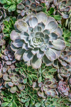 Vibrant Succulent Garden: Explore the Beauty of Echeveria and Succulent Design Ideas
