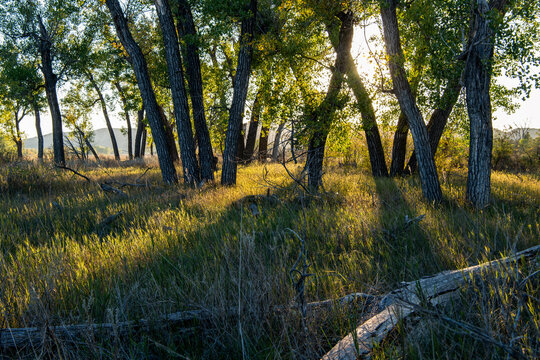 A cottonwood grove stands by the Little Missouri River in the southern part of Theodore Roosevelt National Park, North Dakota.