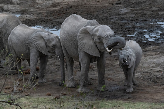 Elephants gather at a watering hole, showcasing their majestic presence in the wild
