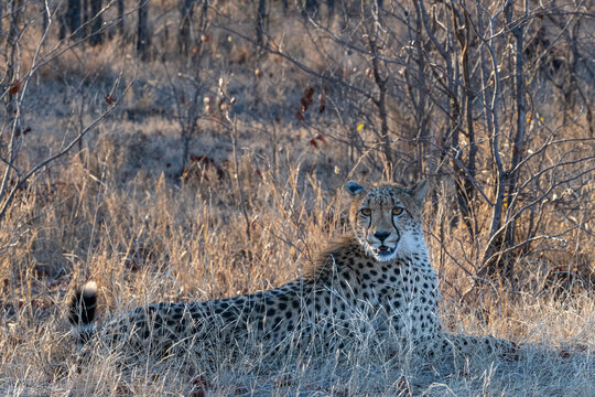 South Africa, Cheetah, Eye to Eye, Kruger National Park
