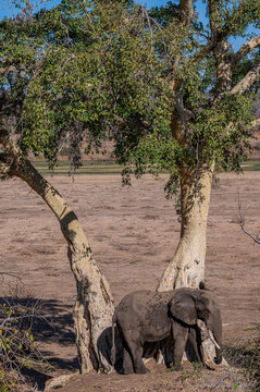 South Africa, Young Elephant seeks shade of Fig Tree, Kruger National Park