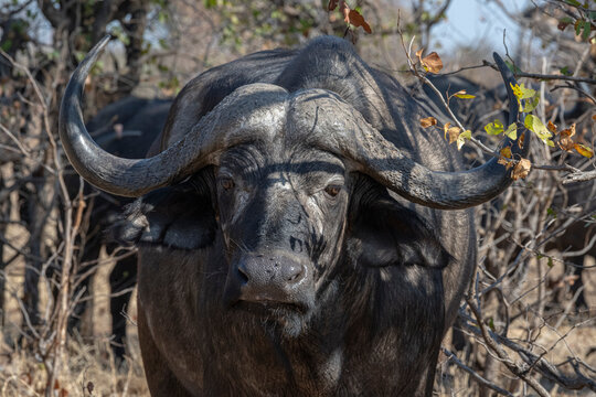 South Africa, Cape Buffalo portrait, Kruger National Park