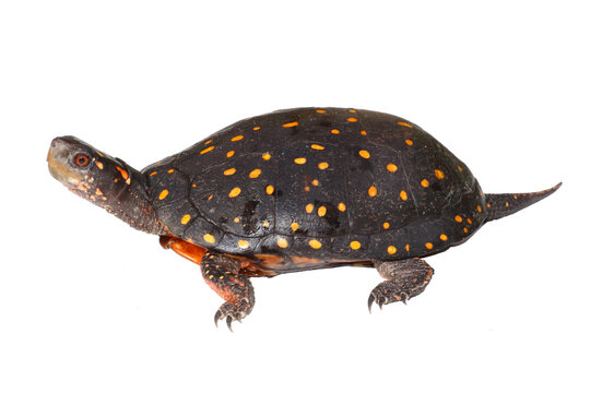 Spotted turtle, Clemmys guttata, white background.