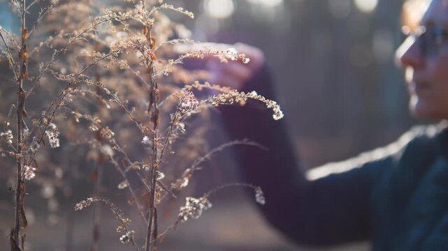 Person Touching Dried Wildflower Stems with Fluffy Seed Heads in Backlit Winter Forest &mdash; Wild Foraging, Slow Living, Nature Connection and Seasonal Awareness Concept