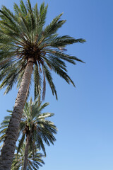 Typical and beautiful Coconut palm trees on the Florida Coast in St. Petersburg Florida