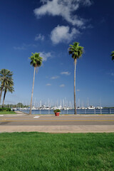 Vertical image of beautiful tall palm trees at the St. Petersburg Marina in Florida on a beautiful fall day