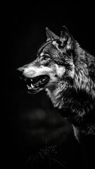 Fototapeta premium Dramatic monochrome portrait of a wolf, evoking power and mystery in darkness