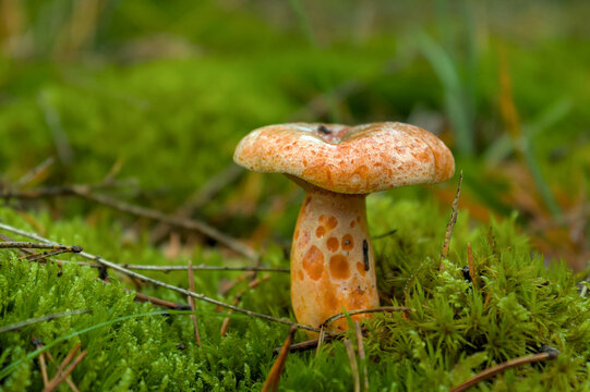lactarius
