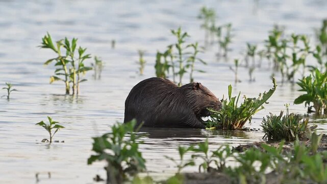 Coypu Myocastor coypus Feeding on Aquatic Plants in Lake. Slow Motion Close up.