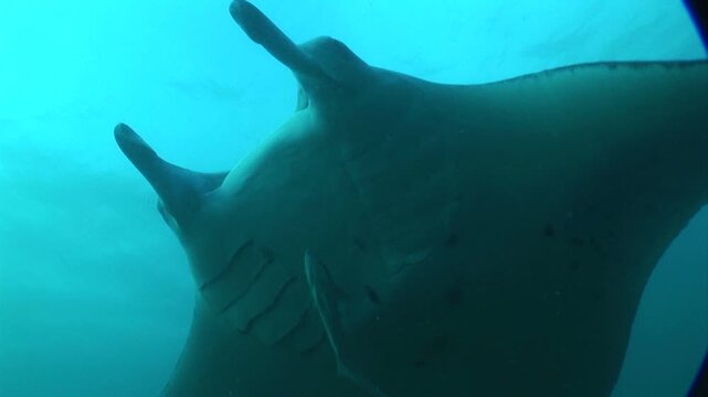 マンタ　オニイトマキエイ