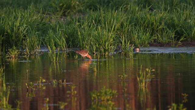 Eurasian black-tailed godwit (Limosa limosa) feeding in its natural wetland habitat. Slow motion wildlife footage capturing elegant foraging movements and behavior of this wader bird.