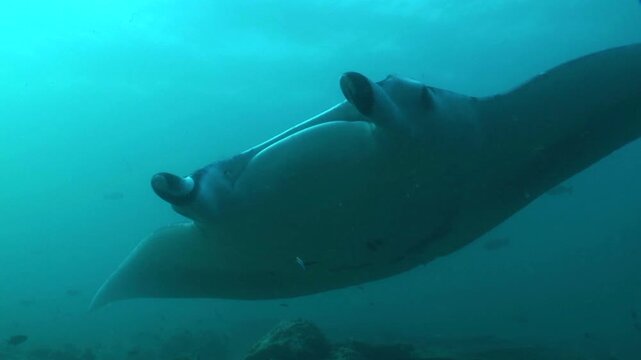 マンタ　オニイトマキエイ