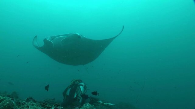 マンタ　オニイトマキエイ