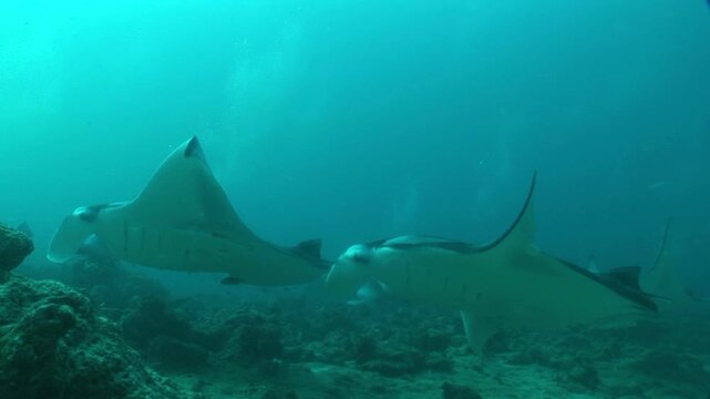 マンタ　オニイトマキエイ