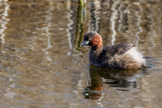 Little grebe swimming on reflective water with natural patterns