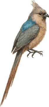 Watercolor painted vector illustration of a blue naped mousebird
