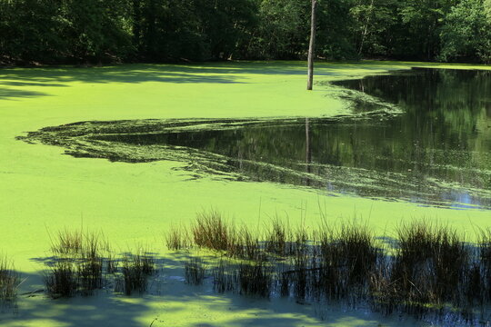 Teich bei Patershausen