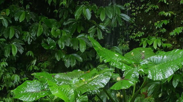 Leaf Covered Rock Drip Wall, Glossy Green Foliage Clinging To Wet Basalt With Fine Waterfall Trickle And Sparkling Droplets, Lush Understory Mood With Cool Humid Air, Perfect For Spa, Eco
