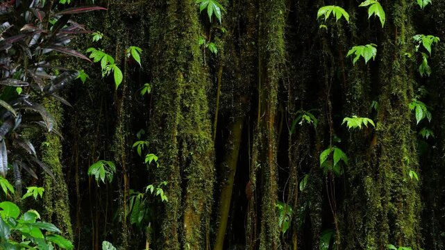 Moss Covered Banyan Root Wall, Dense Vertical Aerial Roots Draped In Emerald Moss And Tiny Vines, Damp Bark Textured With Lichen And Ferns, Diffused Soft Light, Ancient Jungle Atmosphere