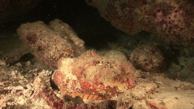 オニダルマオコゼ