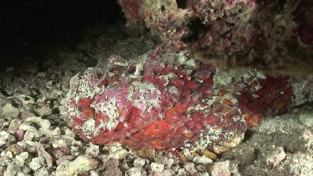 オニダルマオコゼ