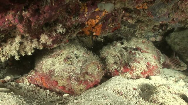 オニダルマオコゼ