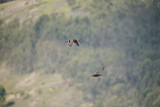 pato andino volando en los andes de ecuador 