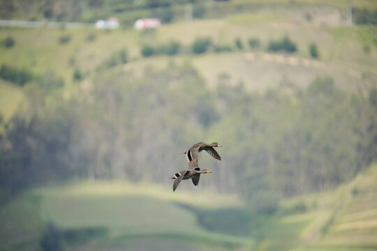 pato andino volando en los andes de ecuador 