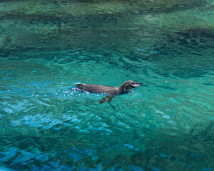 Galapagos penguin in the water © Marco