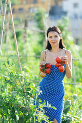 Naklejka premium Concept of active hobby, cultivation and gardening in rural area. Rural dweller girl is working in garden between beds, picking ripe red tomatoes from branches, and holding lot of red fruits in hands
