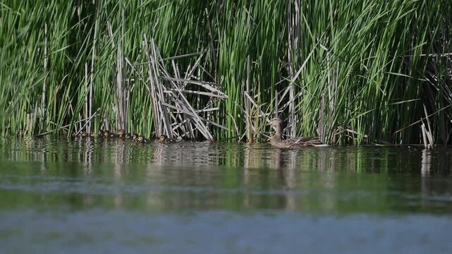 Mallard ducklings (Anas platyrhynchos) swimming on a lake while a parent duck follows behind and dives to chase away a little grebe (Tachybaptus ruficollis). Slow motion wildlife footage capturing pro