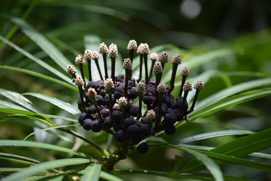 Green aralia