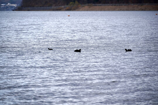 水面に浮かぶ数羽の黒い水鳥のシルエット。水面は穏やかな波紋で覆われ、遠景には山と建物が見える。