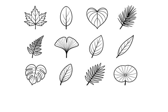 Oval split icon pine generation willow waxy leaf fan vector ginkgo image