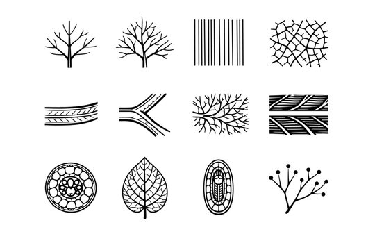 Image reticulate junction grass lateral vector icon cross simple vein primary generation