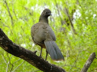 Fototapeta premium Plain Chachalaca (Ortalis vetula) stands on a tree branch in Resaca de la Palma State Park, Texas, USA