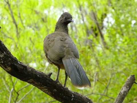 Plain Chachalaca (Ortalis vetula) stands on a tree branch in Resaca de la Palma State Park, Texas, USA