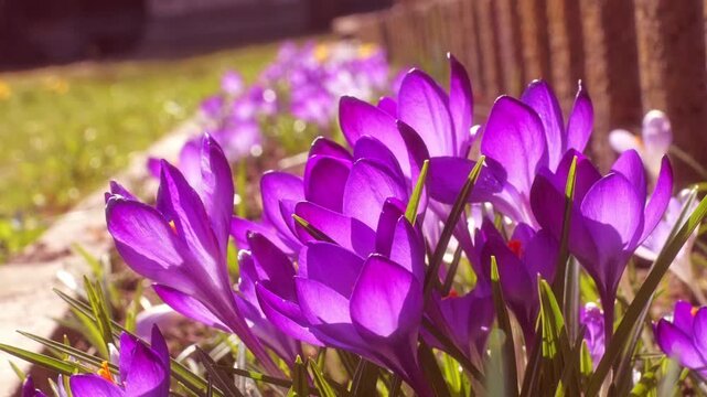 Vibrant purple crocus flowers bloom in a sunlit spring garden bed, shot up close to highlight delicate petals, warm morning light and fresh green foliage conveying renewal and cheerful beauty.