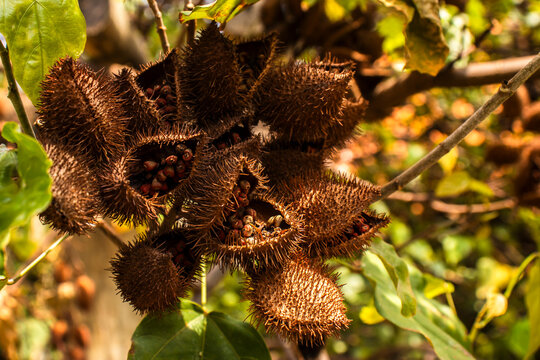 Achiote (Bixa orellana) is a large shrub or small tree produces spiny red fruits popularly called "urucum" has been used by native communities in Brazil,