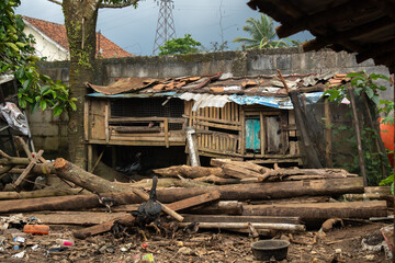 Wooden chicken coop and chickens foraging among scattered logs and dirt © AnrizStock