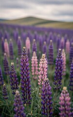 Obraz premium Purple lupines bloom in a vast field under cloudy skies.