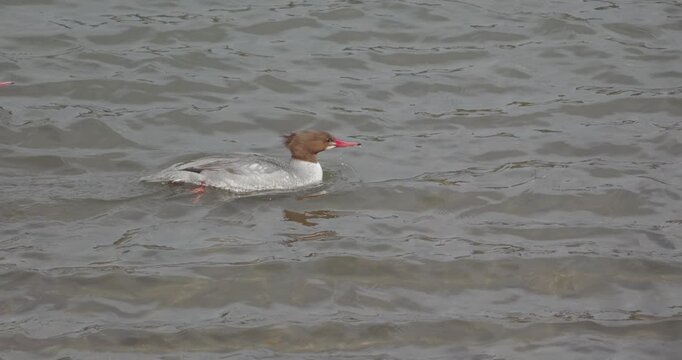 Female Common Merganser hunting in the American River