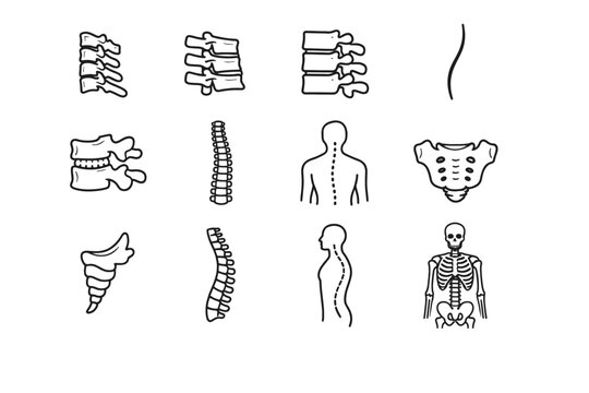 Vertebra coccyx column skeleton image icon cervical vector spine stack simple line
