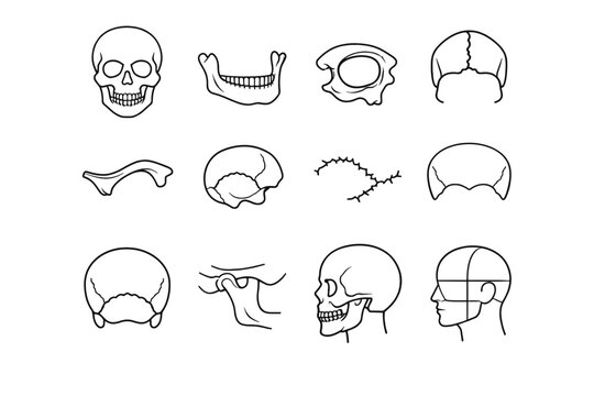 Suture hinge cavity occipital vector outline image simple frontal generation icon bone