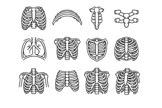 Breathing image cavity torso generation front protective icon simple rib vector sternum