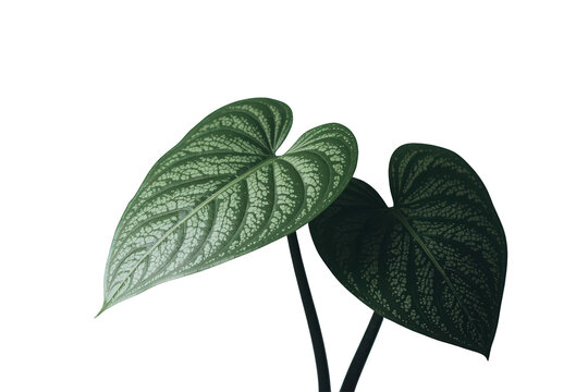 Monstera dubia plant showing heart-shaped leaves with silver variegation, tropical houseplant leaves on transparent background